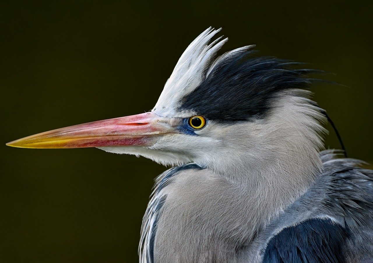 How to Attract Birds to Your Garden